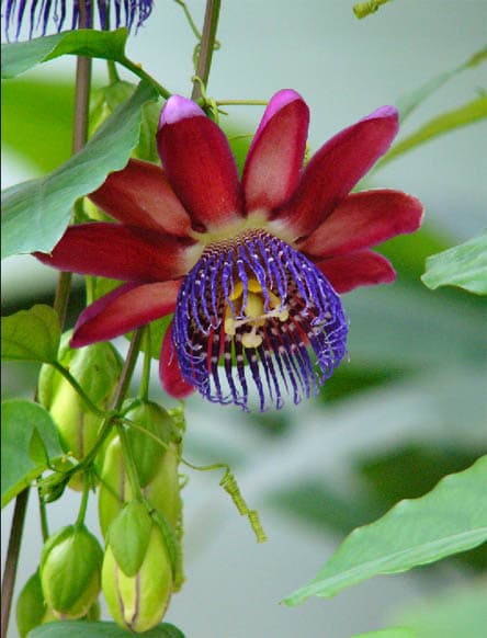 Passiflora alata
